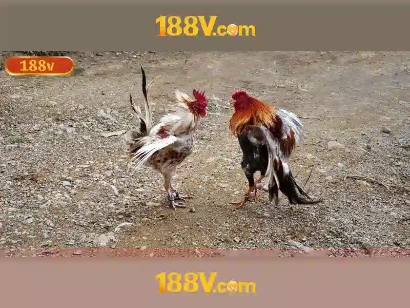 Giao Diện Ứng Dụng 188V