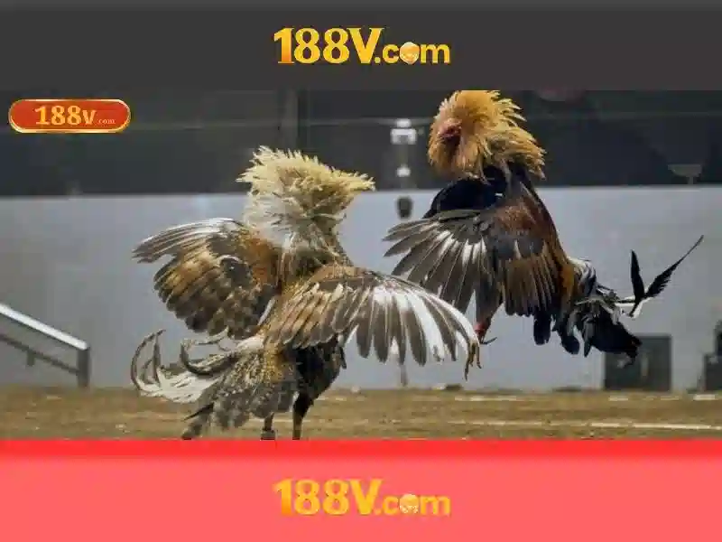 đánh giá 188v